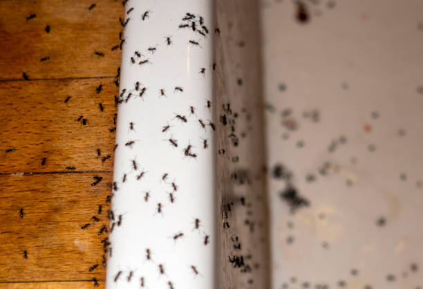 Best Rat Extermination Near Me  in Fairbury, IL